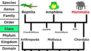 Phylogeny and the Tree of Life [upl. by Adla]