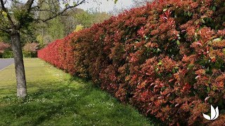 Le photinia  plantation et entretien  Truffaut [upl. by Campball159]