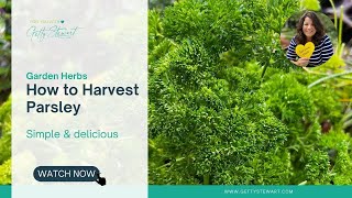 How to Harvest Parsley [upl. by Hodess]