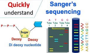 Sanger sequencing [upl. by Hniht]