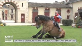 ANIMAUX  En HauteMarne le haras national cultive lart équestre [upl. by Siroval]