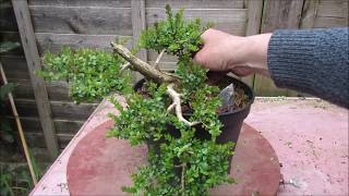 Shrubby Honeysuckle Lonicera Nitida Bonsai April 2019 [upl. by Bindman87]