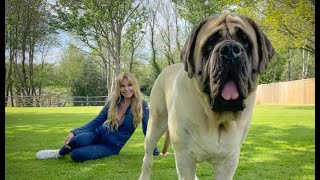 THE ENGLISH MASTIFF  THE WORLD’S HEAVIEST DOG [upl. by Horace182]