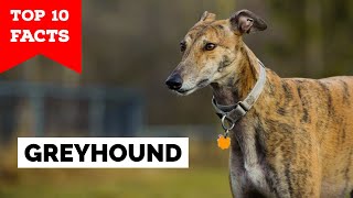 Greyhound  Top 10 Facts [upl. by Eignat]