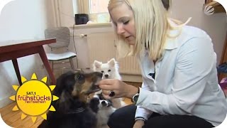 Ist veganes Hundefutter gesund  SAT1 Frühstücksfernsehen [upl. by Katonah]