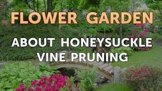 About Honeysuckle Vine Pruning [upl. by Cristobal355]