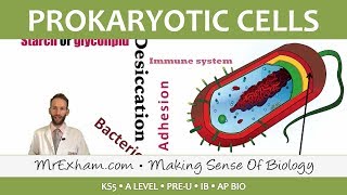 Prokaryotic Cells  Introduction and Structure  Post 16 Biology A Level PreU IB AP Bio [upl. by Viola]