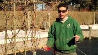 Winter Pruning of Wisteria [upl. by Nivej]