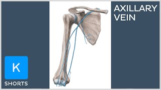 Axillary vein in less than 1 minute  Kenhub shorts [upl. by Lura]