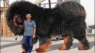 10 Abnormally Big Dogs In The World  Worlds Biggest Dogs [upl. by Melburn]