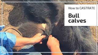 HOW TO CASTRATE A BULL CALF [upl. by Guidotti]