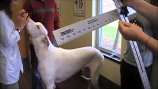 Guinness Book of World Records attempt Tallest Female Dog  Living [upl. by Alyhs]