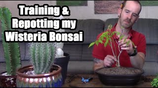 Training and Repotting a Wisteria Bonsai [upl. by Iak]