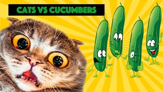 Cats Cucumber Challenge  Cats VS Cucumbers  Best Cat Meme [upl. by Yerok546]