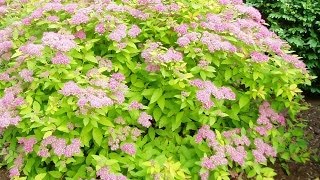 Renewal Pruned Spirea Flourishing [upl. by Anayk936]