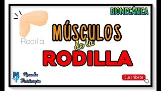 5 Mejores ejercicios para dolores de RODILLA [upl. by Rasure68]