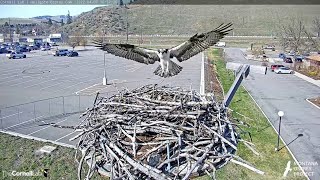 Iris The Osprey Returns To Hellgate Canyon – April 7 2022 [upl. by Ladnor812]