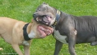 American Bully vs Pit Bull playing rough [upl. by Onil]