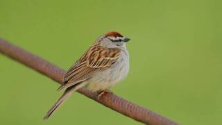 Chipping Sparrow Trilling [upl. by Nosreh]