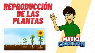 Reproducción de las Plantas [upl. by Emirak644]