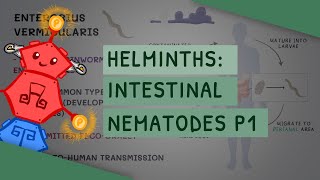 Helminths Intestinal Nematodes Part 1 features clinical importance diagnosis treatment [upl. by Pace851]