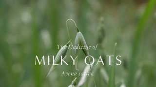 The Medicine of Milky Oats – How to Use Harvesting and Making Herbal Medicine with Avena Sativa [upl. by Odrarej]