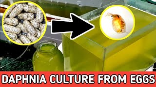 HOW TO HATCH DAPHNIA EGGS  HOW TO CULTURE DAPHNIA [upl. by Bailar490]