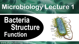 Microbiology lecture 1  Bacteria structure and function [upl. by Trev882]