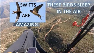 Amazing facts about swifts  Birds that sleep in the air [upl. by Naej]