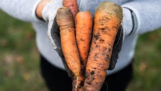 How to Harvest Carrots [upl. by Elliot524]