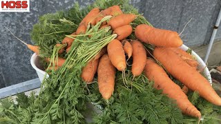 The Ultimate Guide to Planting Carrots [upl. by Stefano960]