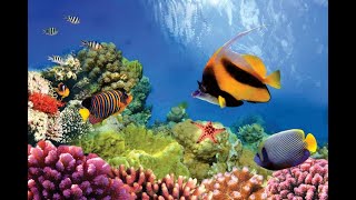 Ocean Habitats Ocean Life Education Primary Curriculum Resource 1 [upl. by Hirsh746]