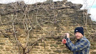 WINTER PRUNING WISTERIA PART 2 [upl. by Tobie]