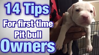 Tips for FIRST TIME Pitbull owners [upl. by Zola558]