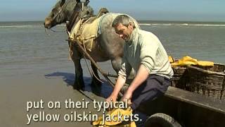 Shrimp fishing on horseback in Oostduinkerke [upl. by Heer]