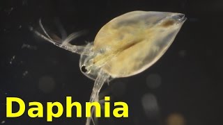 Daphnia [upl. by Alyekahs]