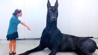 15 Abnormally Large Dogs That Actually Exist [upl. by Ainoyek460]