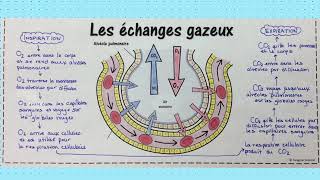 Les échanges gazeux [upl. by Oniger]