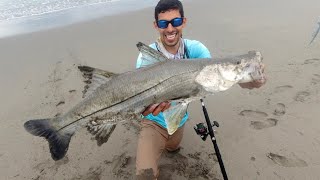 Pesca de ROBALOS GRANDES de PLAYA [upl. by Asiek]