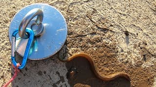 Caught an EEL Magnet Fishing with a Crazy Dangerous Magnet [upl. by Alvy607]