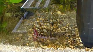 Kuhli Loach devours Red Cherry Shrimp [upl. by Eagle961]