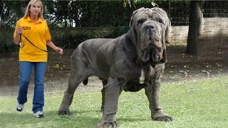 Top 10 Biggest Dogs In The World [upl. by Aerbua]