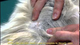 Facts about Fleas [upl. by Lubba]