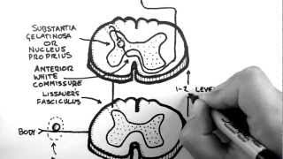 Spinal Pathways 3  Spinothalamic Tract [upl. by Torrance]