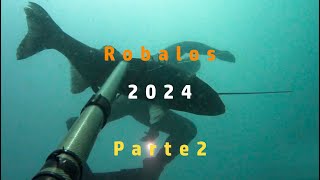 Robalos 2024 Parte 2 [upl. by Ardnot30]