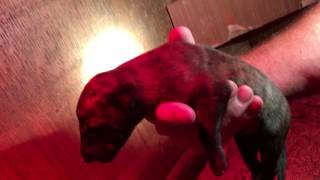 Daves Deerhound Lurcher Pups  6 days old [upl. by Haneehs]