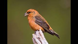 Mountain Moment Red Crossbills [upl. by Ahsinrac]