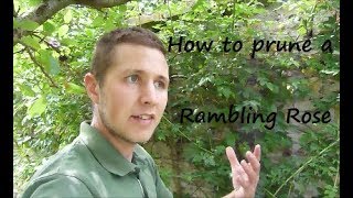 How to prune a Rambling Rose [upl. by Hniht]