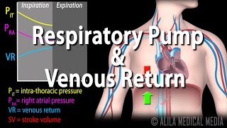 How Respiratory Pump Affects Venous Return Animation [upl. by Trinatte876]