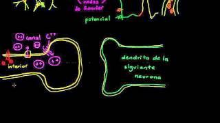 Sinapsis neuronal  Biología humana  Biología  Khan Academy en Español [upl. by Cammy]